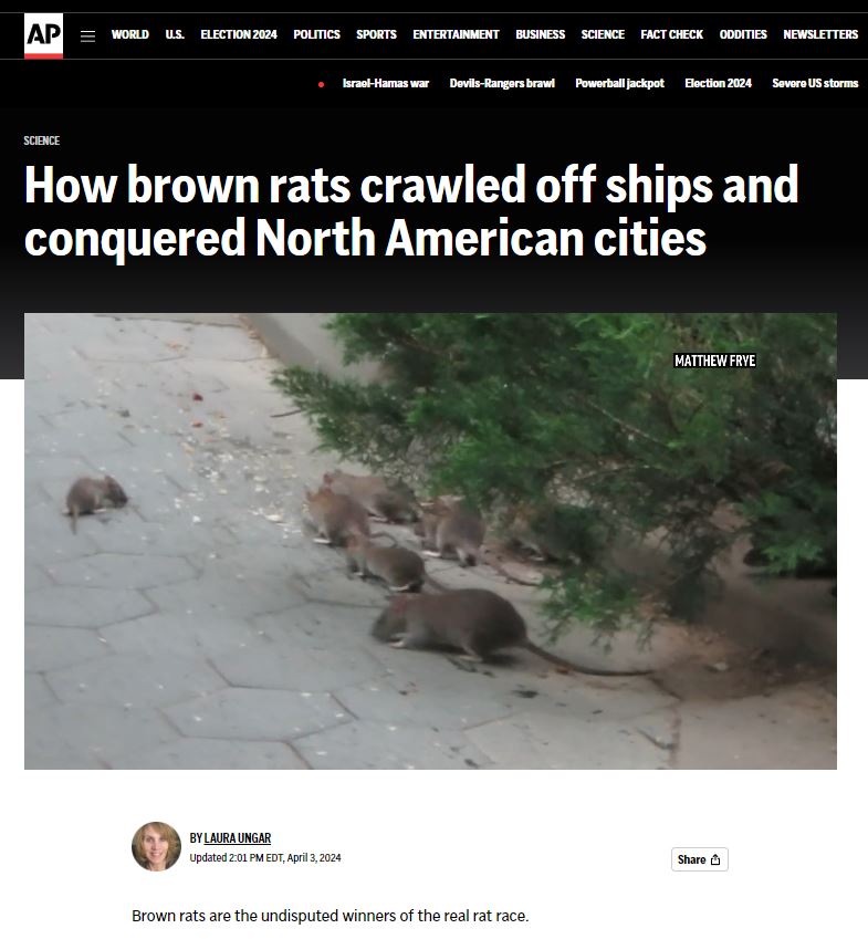Brown rats won the rat race