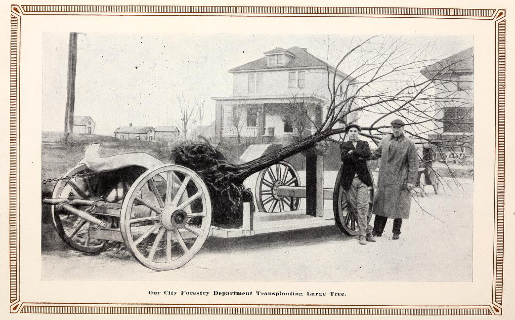 1912 The City Forestry Department Transplanting Large Tree