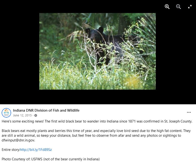 2015 first black bear seen in Indiana since 1871