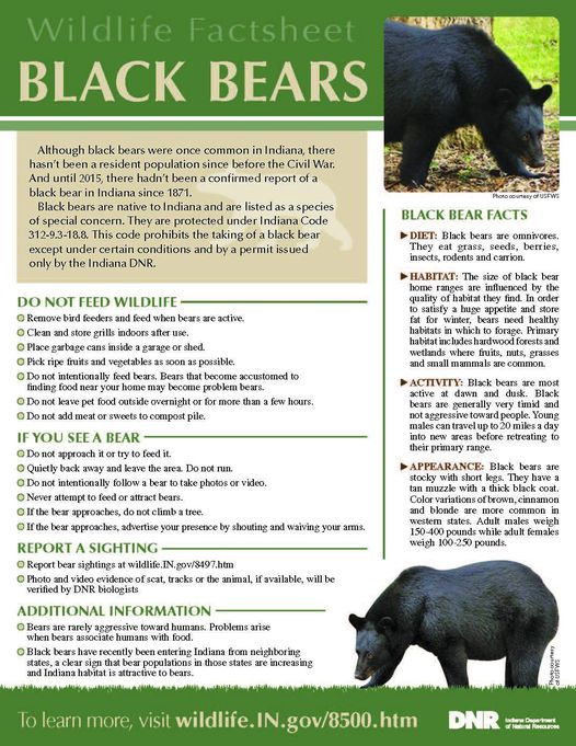 2018 Black Bear Factsheet