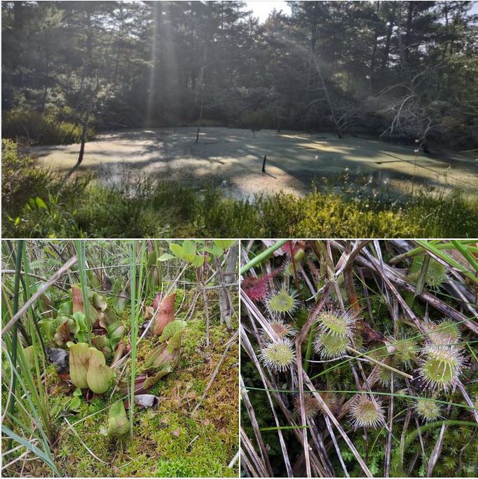 Carnivorous plants in nature preserve